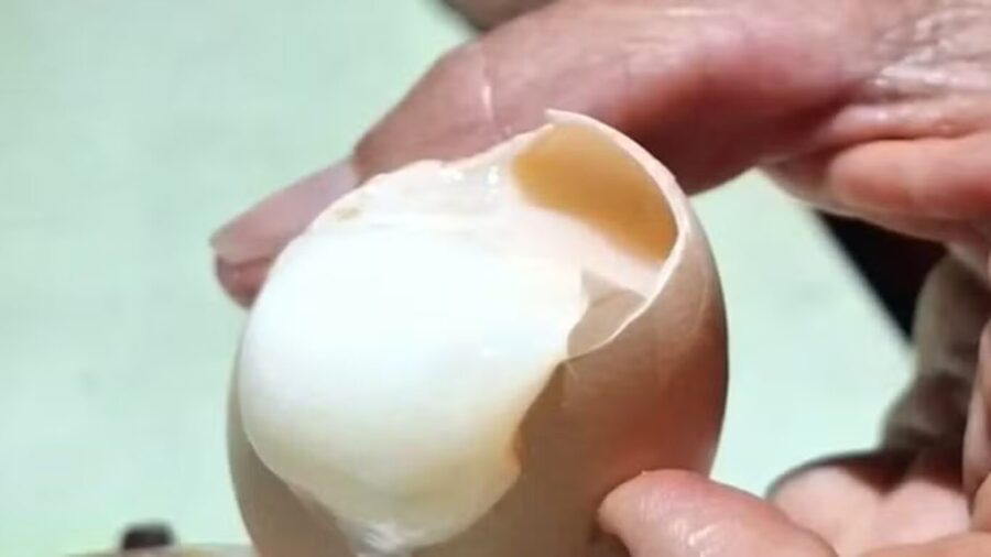 Calor extremo: ovos cozinham em galinheiro no Piauí