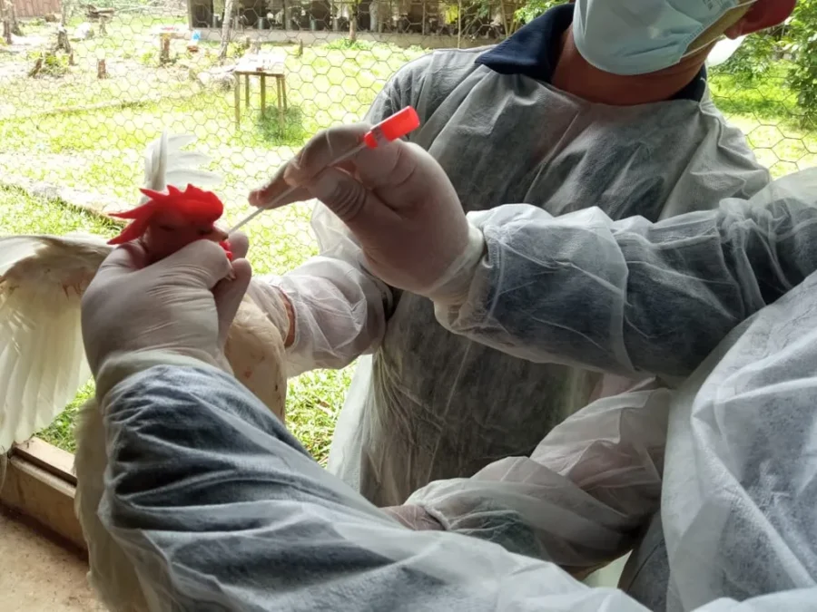 Piauí declara estado de emergência zoossanitária para prevenção da Influenza Aviária