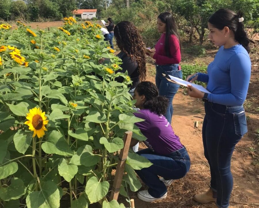 Em Bom Jesus, evento de Girassol de Corte destaca estudos de Floricultura Regenerativa