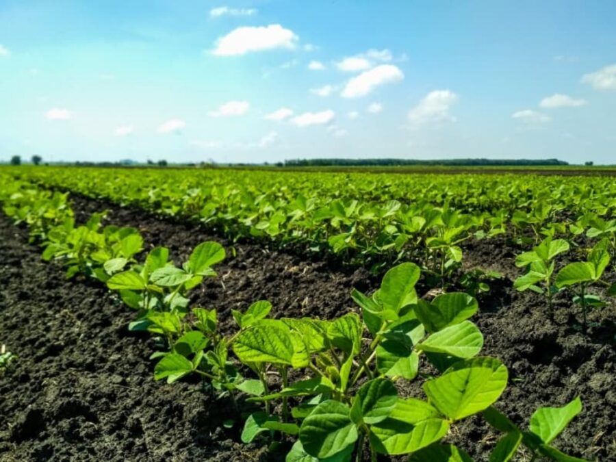Chuvas irregulares preocupam produtores do Cerrado piauiense