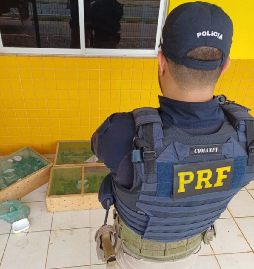 PRF aprende mais de 300 pássaros sendo transportados ilegalmente no Piauí
