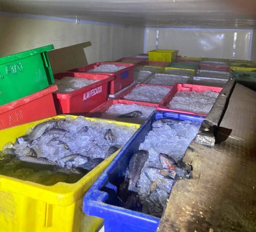Carga ilegal com 8 toneladas de pescado é apreendida em Dom Inocêncio