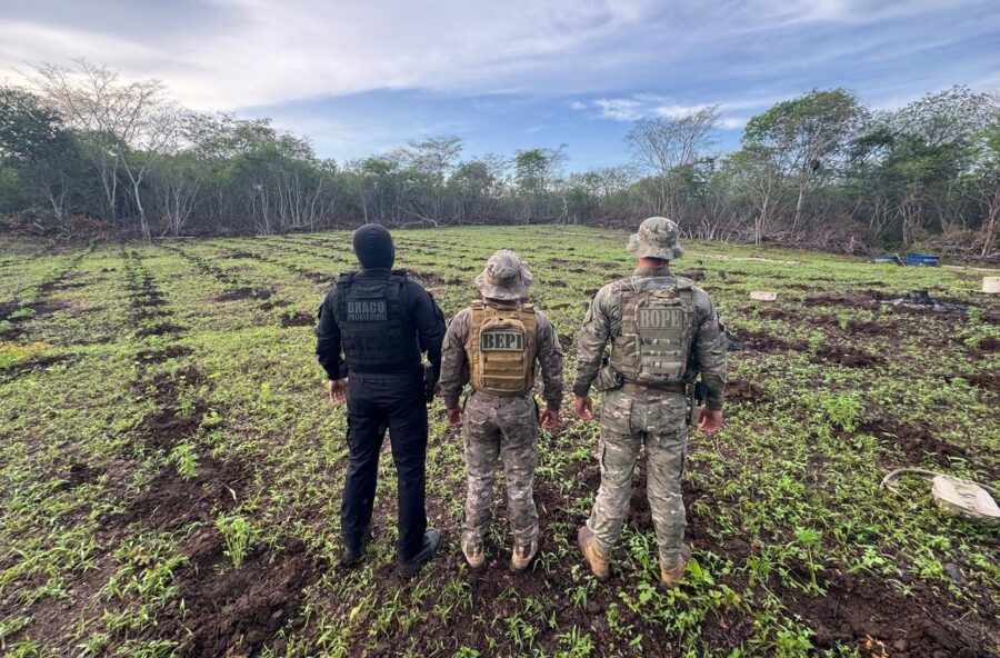 Polícia Militar desarticula roça de maconha de 3 hectares no Piauí; plantio produziria cerca de 13 toneladas