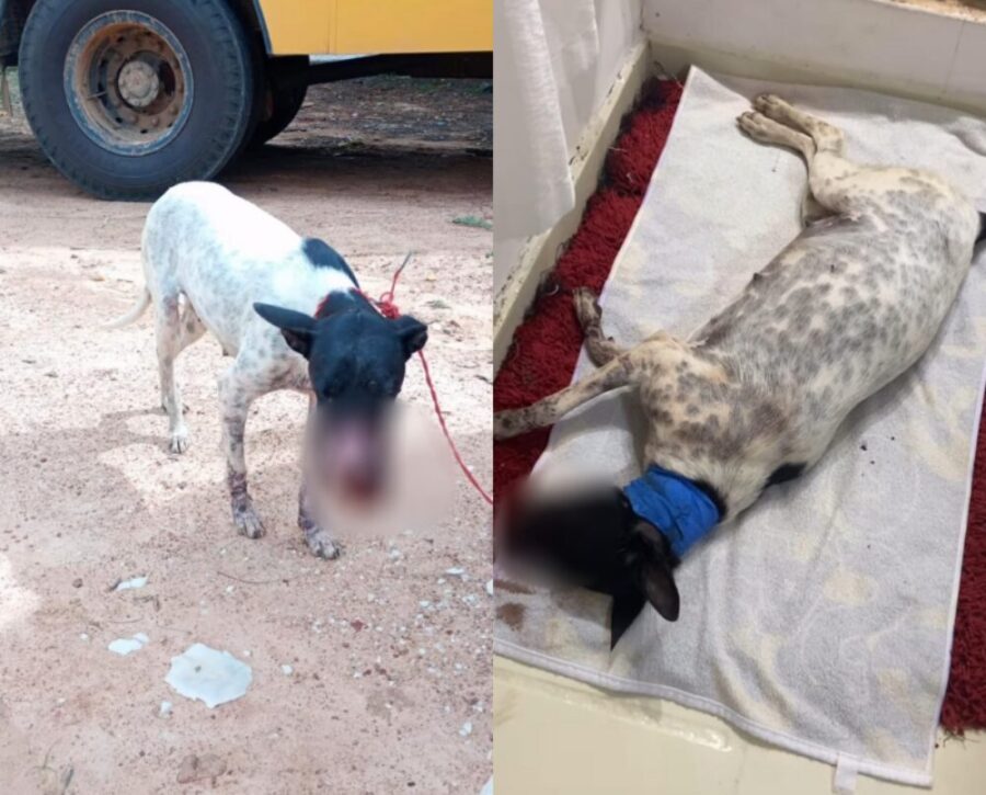 Cadela "Lourença" é resgatada com parte do focinho decepado por faca no Piauí; (vídeo)