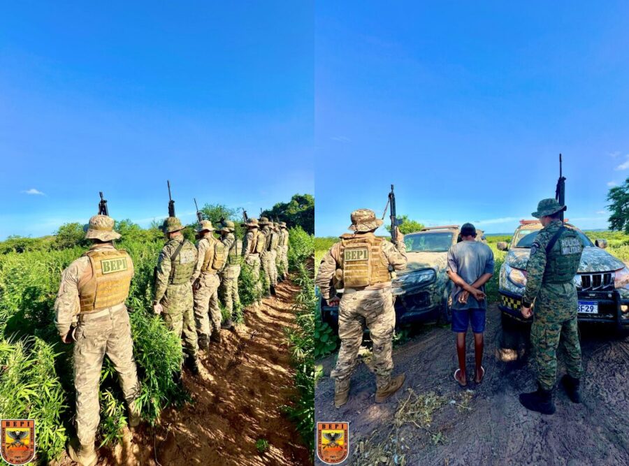 Polícia desarticula plantação de maconha e apreende 5 toneladas no Piauí