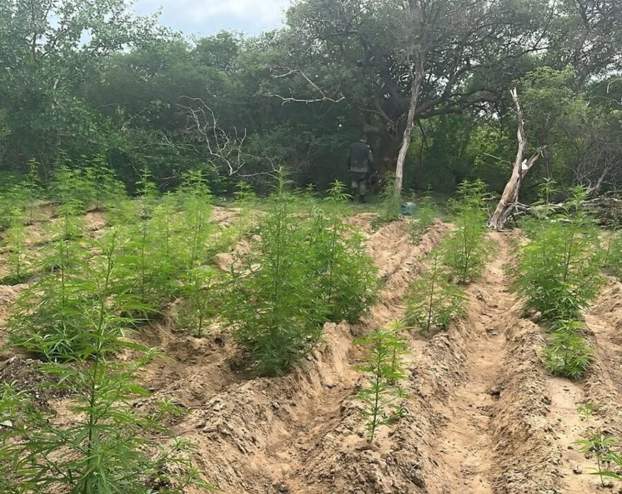 Plantação de maconha é encontrada no Piauí e homem é preso em flagrante