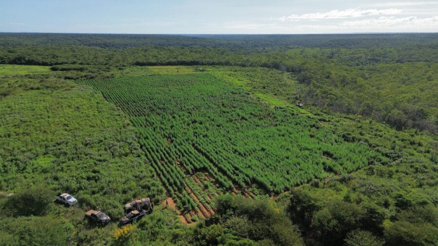 Ex-prefeito é preso suspeito de ser dono de uma roça de 3 hectares de maconha no Sul do Piauí