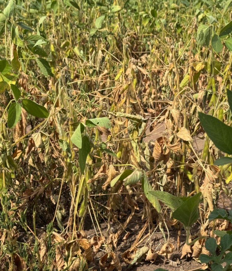 Perda na safra de grãos do Piauí já ultrapassa os 25%