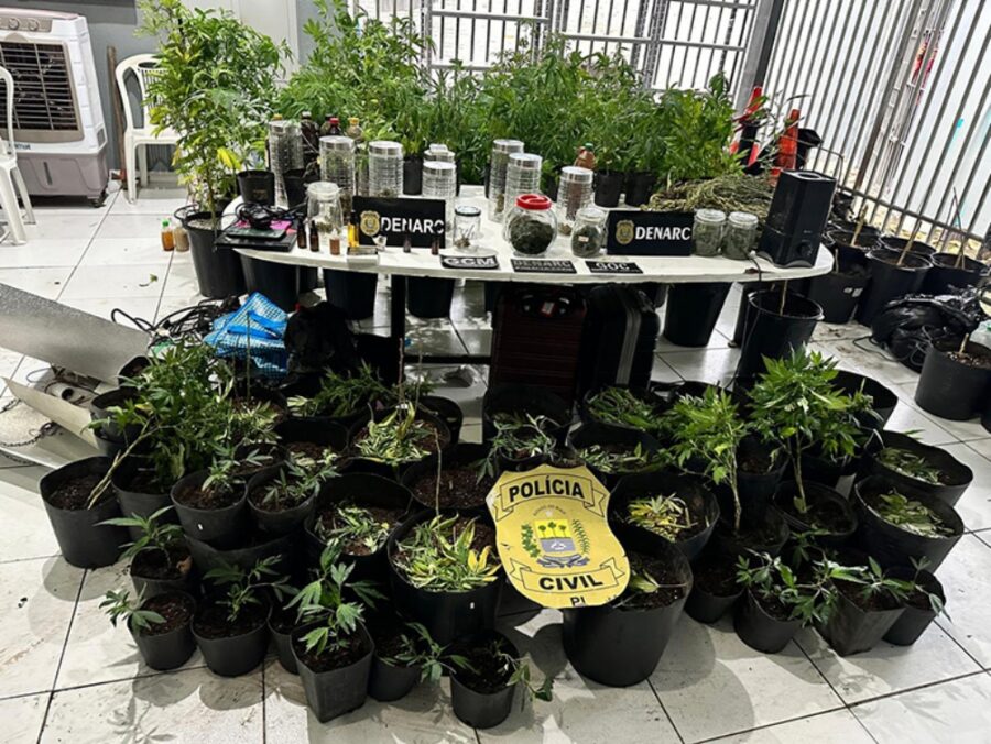 Advogado preso com mais 50 pés de maconha é solto; defesa alega consumo
