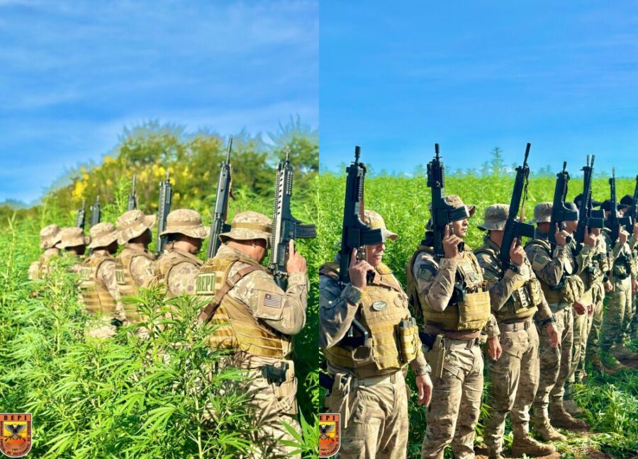 Polícia Militar desarticula roça de maconha com 3 hectares no Sul do Piauí; plantio produziria 13 toneladas da droga