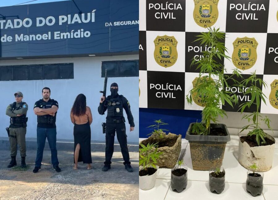 Polícia Civil apreende mudas de maconha e prende mulher por tráfico de drogas em Colônia do Gurgueia