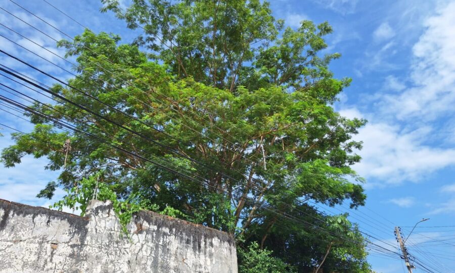 Equatorial Piauí registra cerca de 9 mil ocorrências provocadas por árvore tocando a rede elétrica