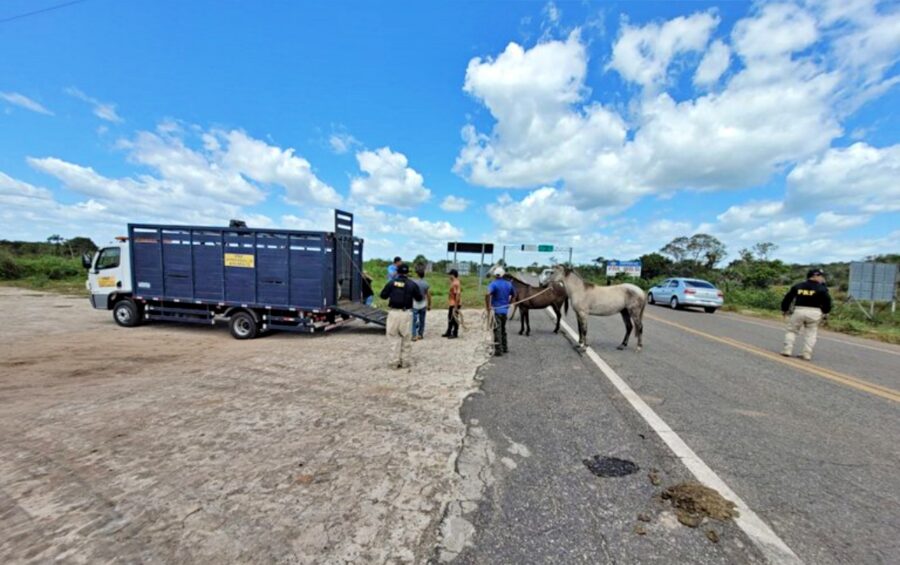 Operação com delegacia móvel vai responsabilizar donos de animais soltos nas estradas no Piauí