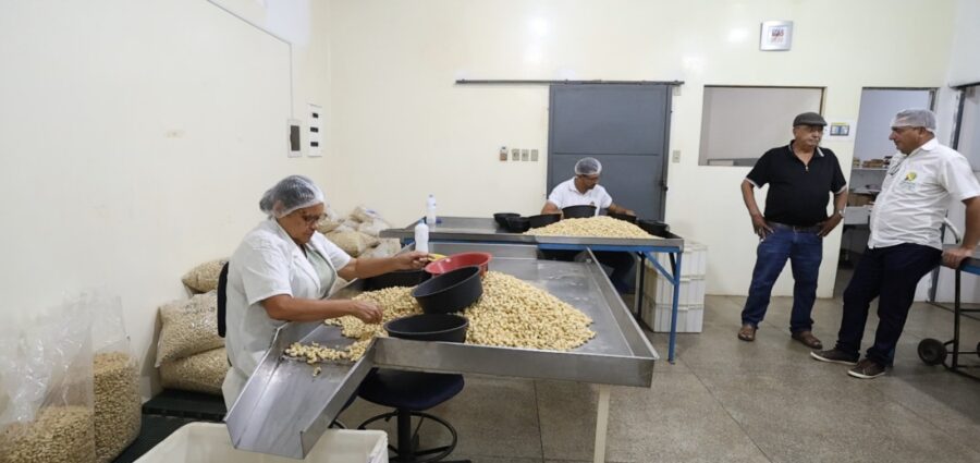 Piauí é o segundo maior produtor de castanha de caju do Brasil