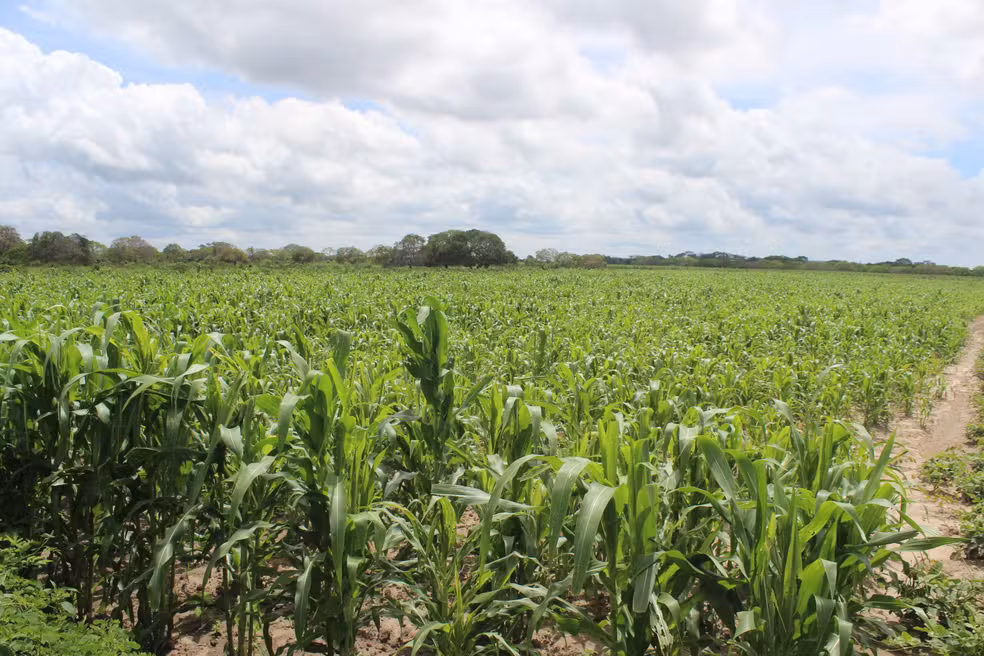 Piauí tem déficit de 50% no volume de chuvas e 'seca verde' ameaça produção agrícola