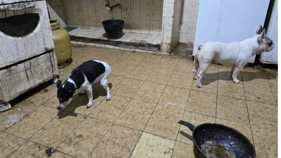 Médico é preso após congelar cachorros em freezer