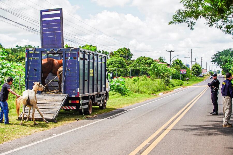 SSP autua donos de animais soltos em rodovias no Piauí; seis pessoas autuadas