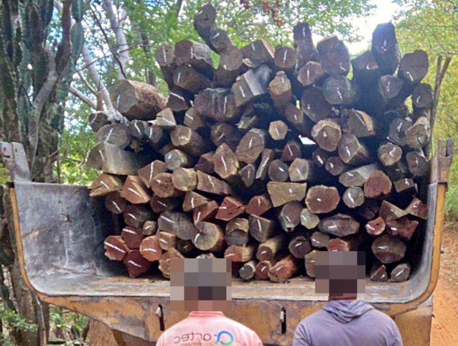 Polícia Militar flagra transporte ilegal de madeira em Morro Cabeça no Tempo