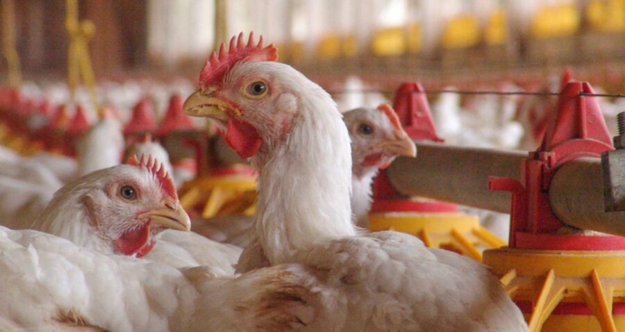 Primeiro caso de gripe aviária em granja comercial do Brasil é detectado no RS, diz Ministério da Agricultura