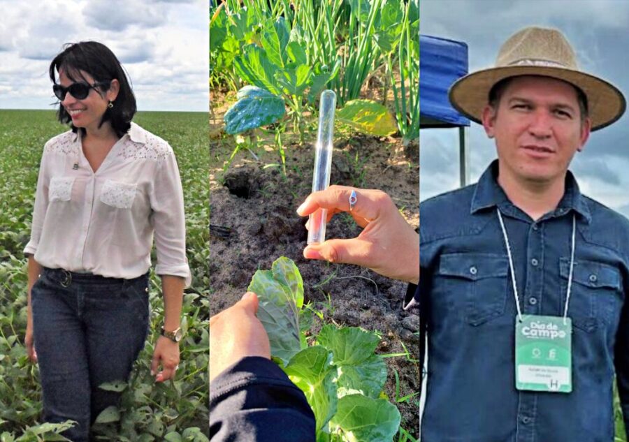 Pesquisadores da UFPI identificam cultivar de soja resistente à mosca branca no Sul do Piauí