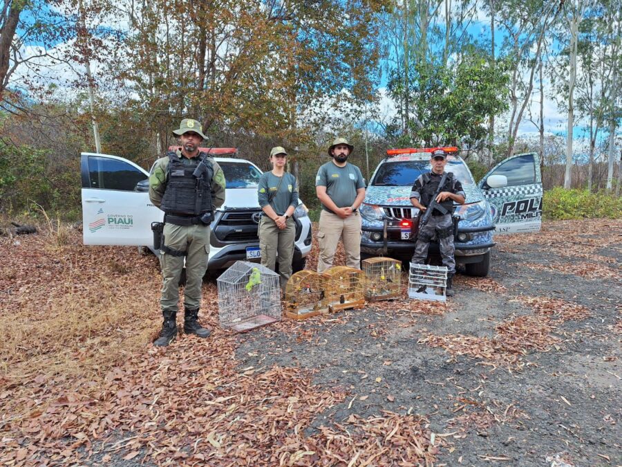 Semarh realiza soltura e devolve animais silvestres à natureza em Curimatá nesta terça (22)