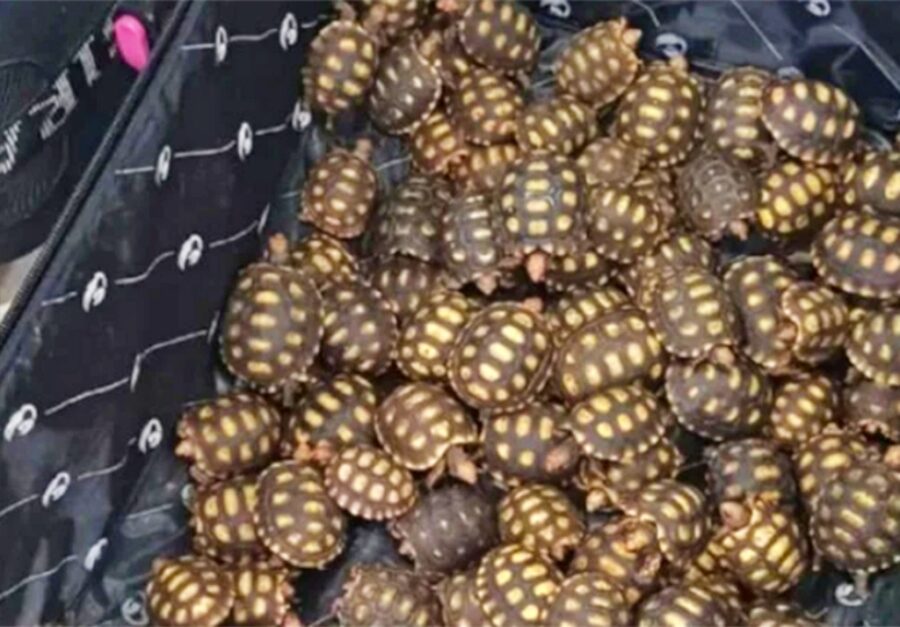 Homem é preso ao transportar 600 filhotes de jabutis dentro da mala no RJ