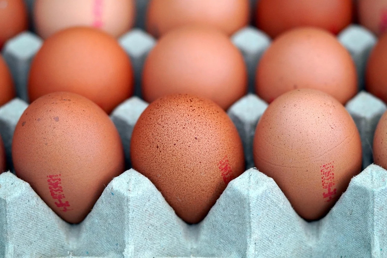 Piauí bate recorde na produção de ovos; aumento de 75%