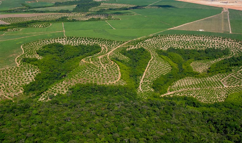No Piauí 80% da caatinga é preservada, mas Mapbiomas alerta para usinas fotovoltaicas