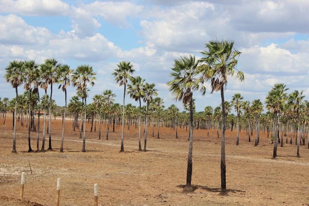 Piauí produziu mais da metade de pó de carnaúba do Brasil, aponta IBGE