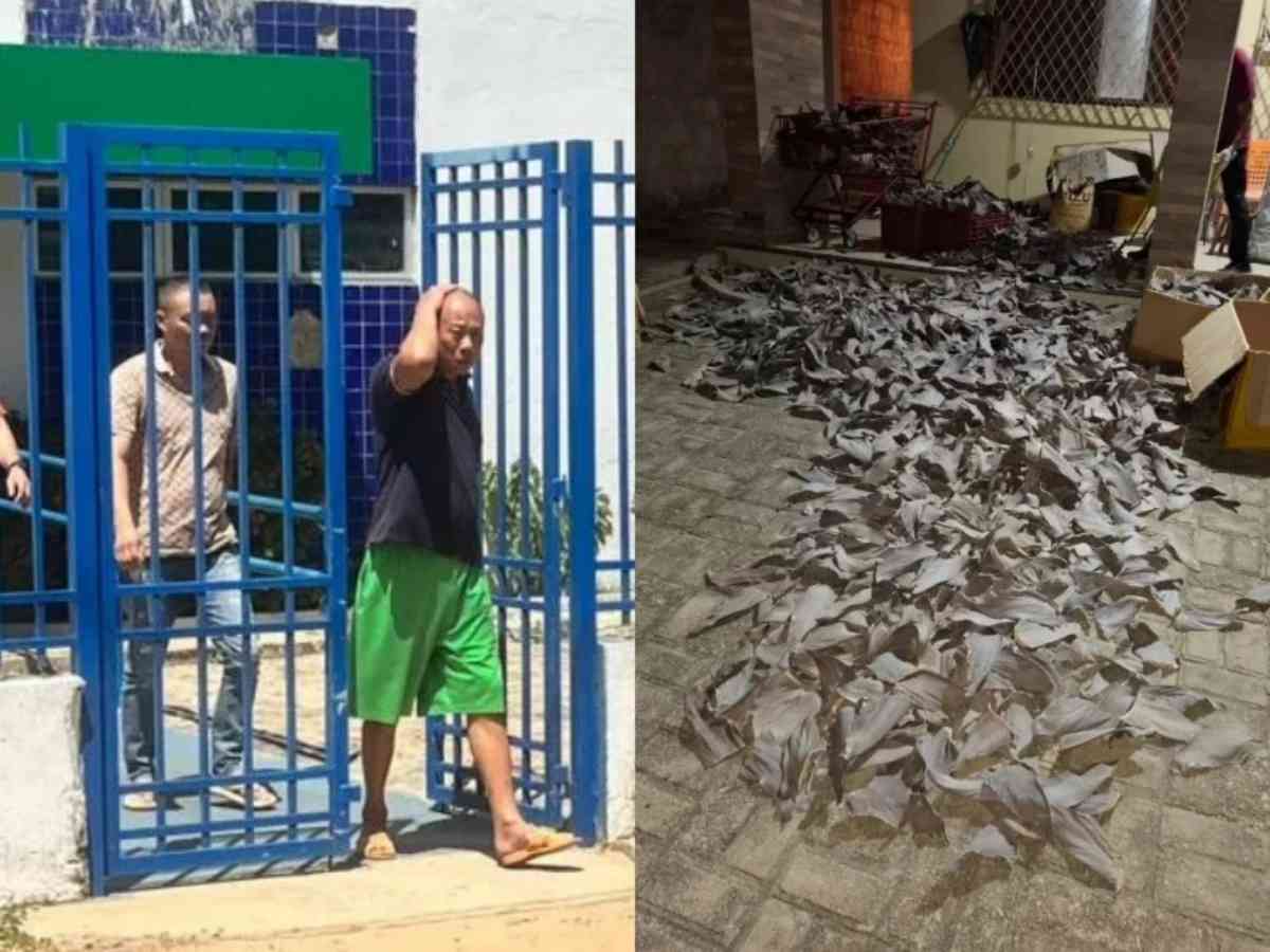 Barbatanas de tubarões apreendidas no Piauí são avaliadas em R$ 31 milhões, diz MPF