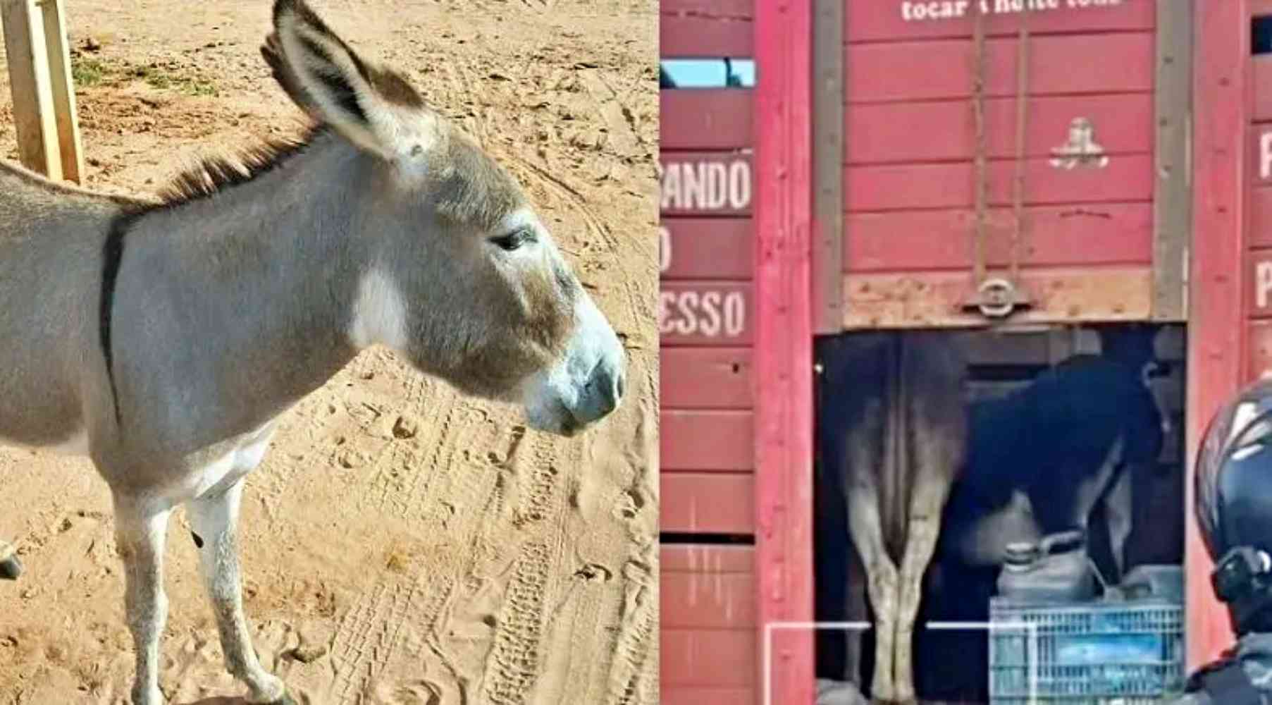 Piauienses são presos suspeitos de furtar jumentos para abater e vender como carne de boi