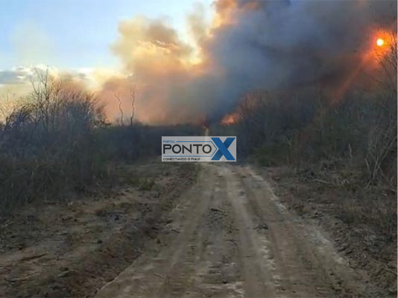 Incêndios de grandes proporções atingem quatro municípios no Sul do Piauí e ameaçam residências e fauna