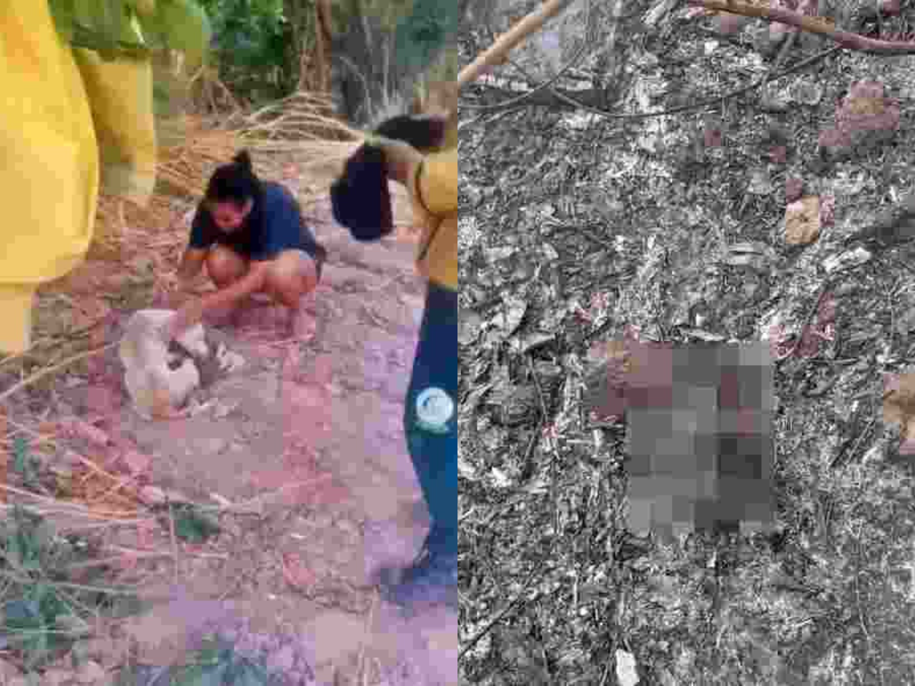 Filhotes de cachorro morrem queimados durante incêndio em Bom Jesus