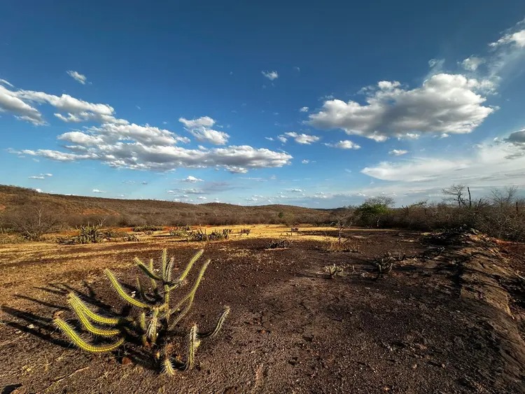 Piauí enfrenta seca extrema: 116 cidades têm perdas agrícolas e falta d’água