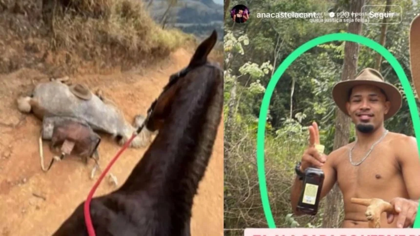 Polícia Civil investiga morte de cavalo mutilado em Bananal, interior de SP