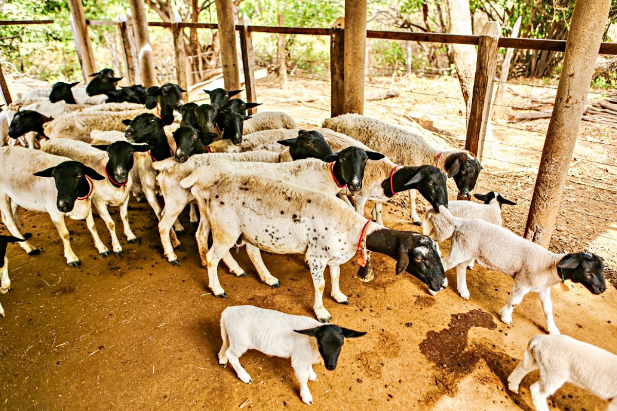 Ministério da Agricultura suspende lotes de vacina suspeita de causar morte de 200 animais no Piauí