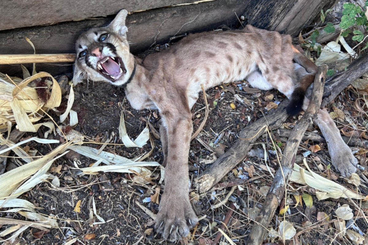 Filhote de onça-parda ameaçado de extinção é resgatado desnutrido em Nazaré do Piauí