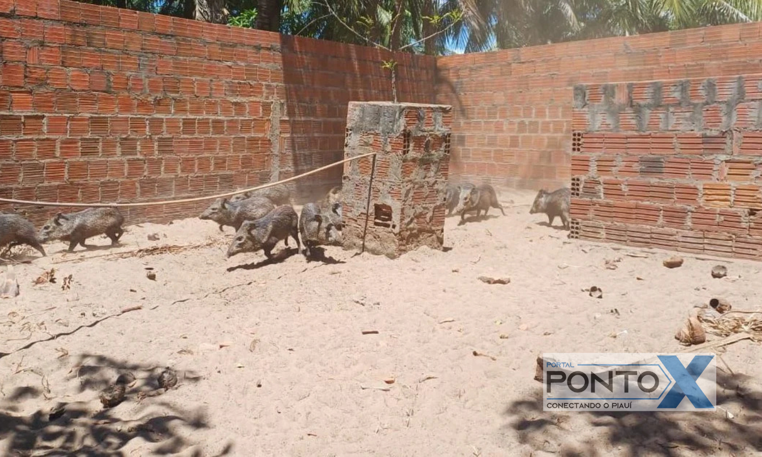 Animais silvestres são resgatados de criatório ilegal que vendia carne de caititu e cutia para restaurante