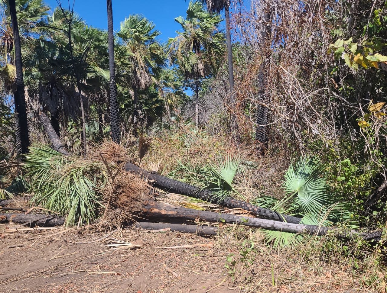 Piauí tem queda histórica no desmatamento Ilegal e se destaca na preservação ambiental