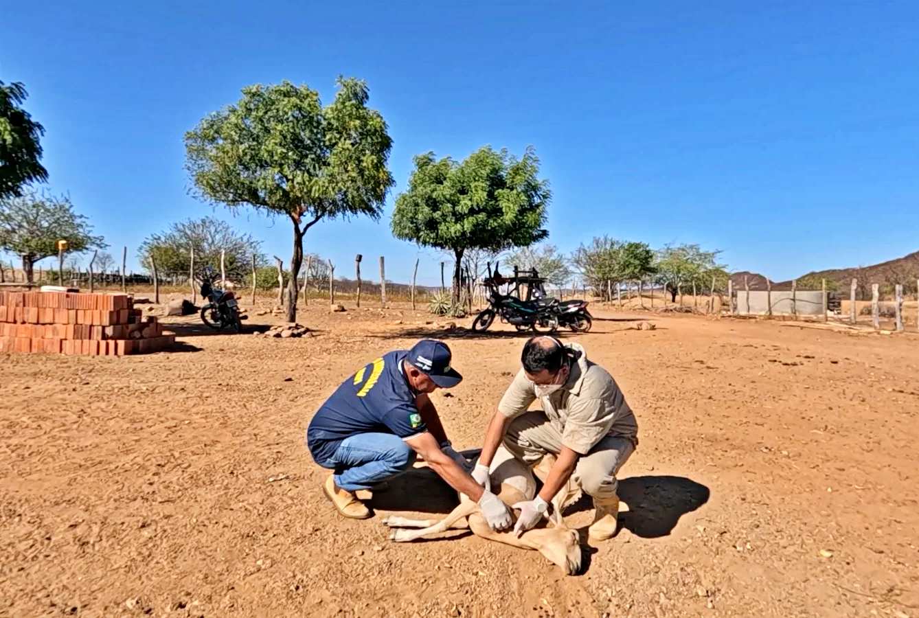 Surto no semiárido do Piauí já matou 500 animais; relação com vacina está sob análise