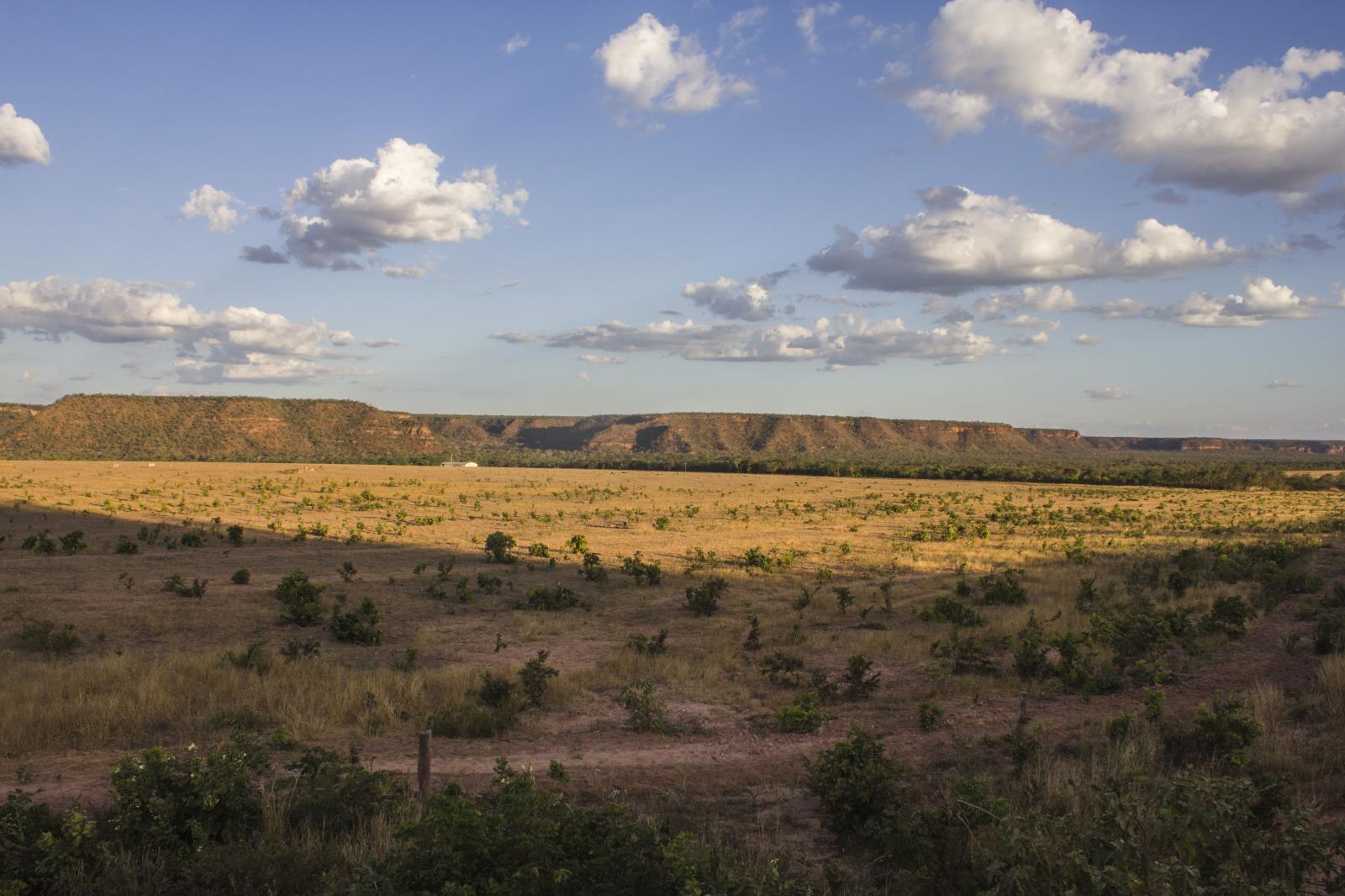 No dia do Cerrado, Defesa Civil faz alerta para avanço da seca do bioma no Piauí