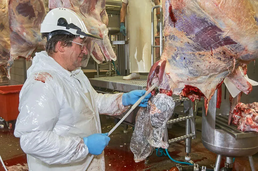 Trabalhador extraindo material para análise da doença da vaca louca.[1]