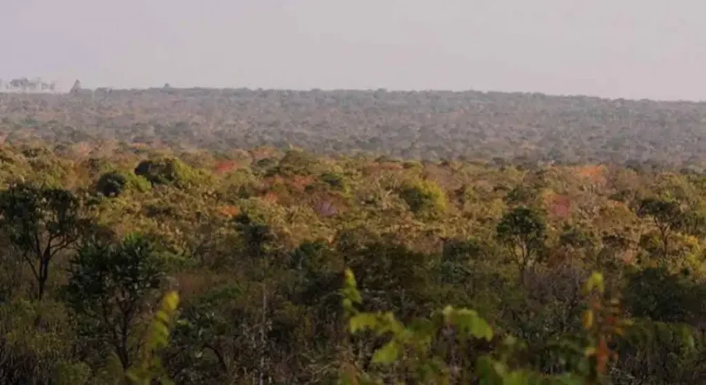 Cerrado (Foto: Governo do Piauí)