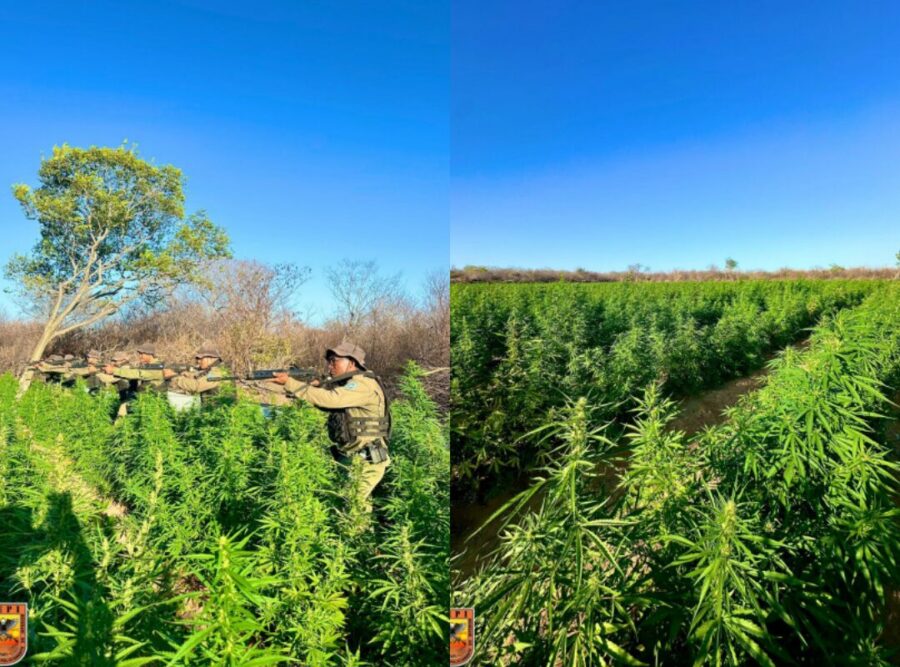 Polícia Militar localiza roça com cerca de 90 mil pés de maconha de quase 2 hectares no Sul do Piauí